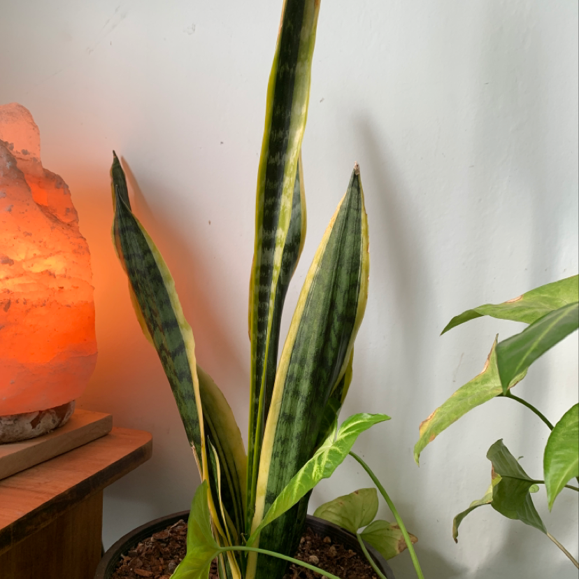 Snake Plant (Sansevieria trifasciata) with tall, upright leaves in a pot. Soil is visible.