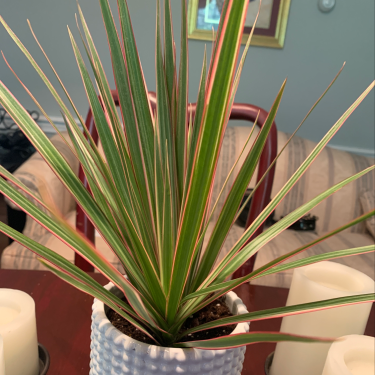 Photo of the plant species Dracanea Bi Color by Morgan named Dragon Tree on Greg, the plant care app