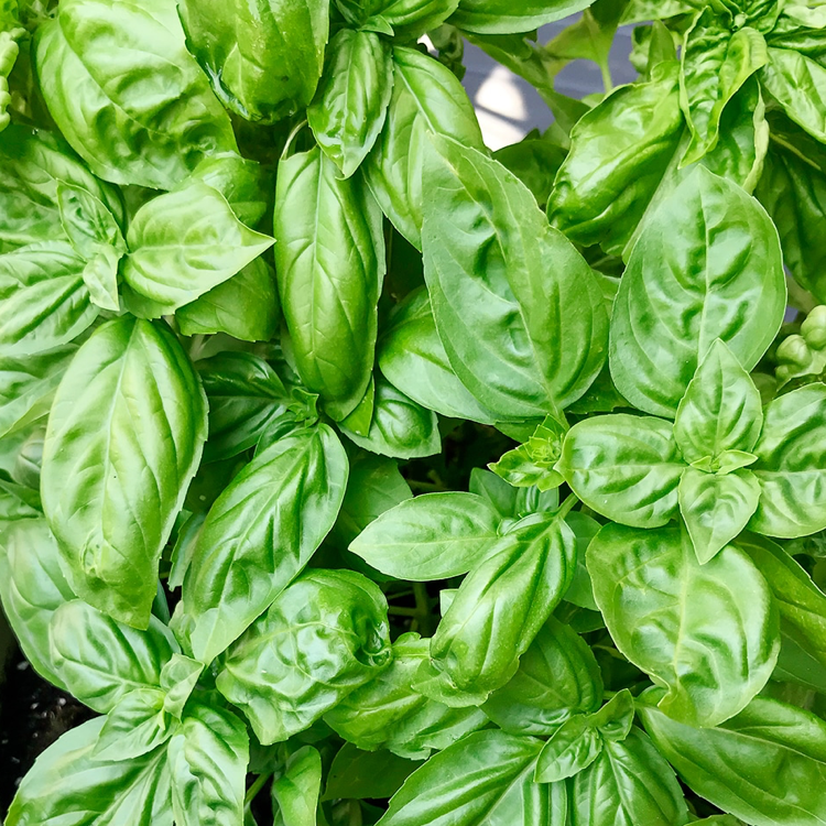 Healthy Sweet Basil plant with vibrant green leaves.
