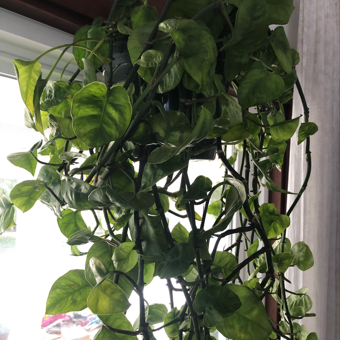 Lush hanging pothos plant with glossy green heart-shaped leaves trailing from long vines in front of a bright window.