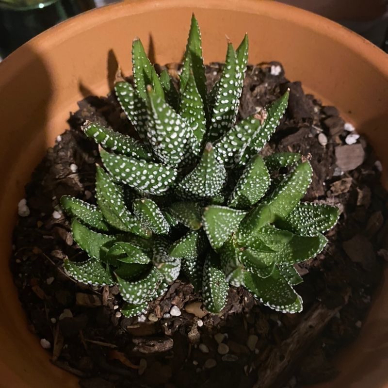 Healthy Haworthia attenuata succulent in a terracotta pot, with thick dark green leaves covered in white horizontal stripes.