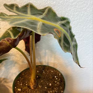 Alocasia Polly Plant plant photo by Katiegarcia named Sad boi on Greg, the plant care app.