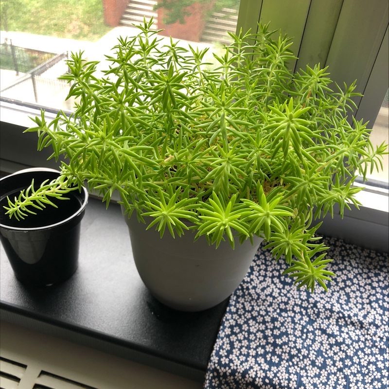 Healthy Jenny's Stonecrop plant in a pot on a windowsill.