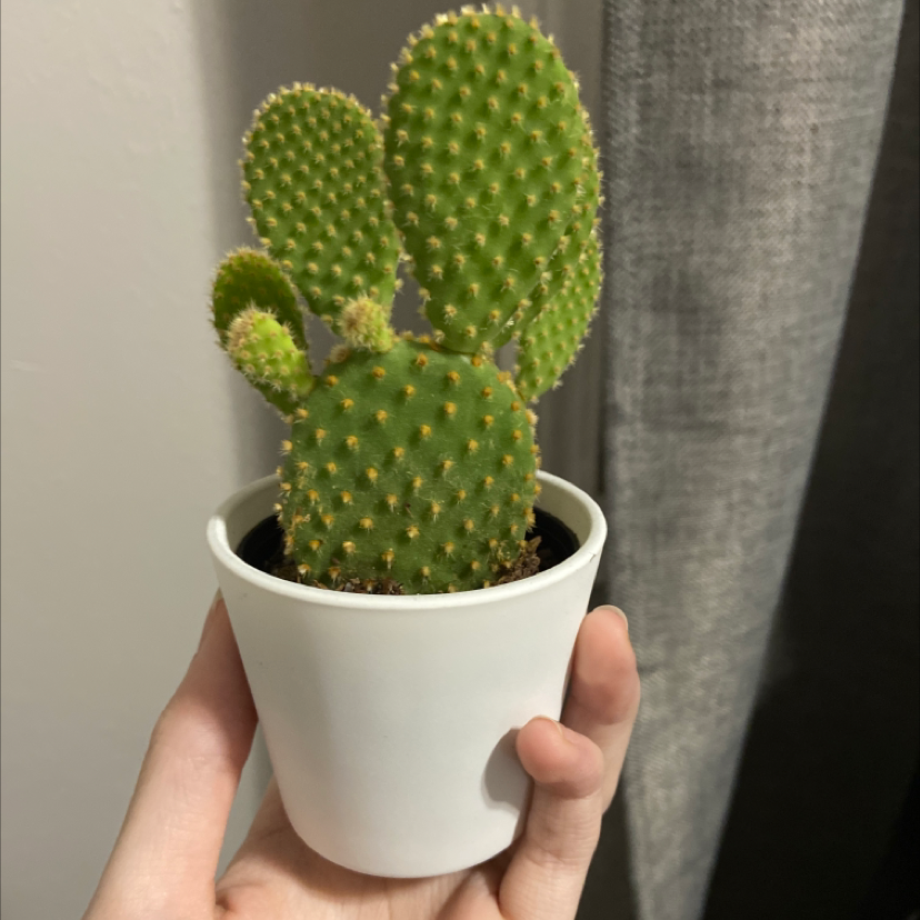 Bunny Ears Cactus in a white pot held by a hand, appears healthy.