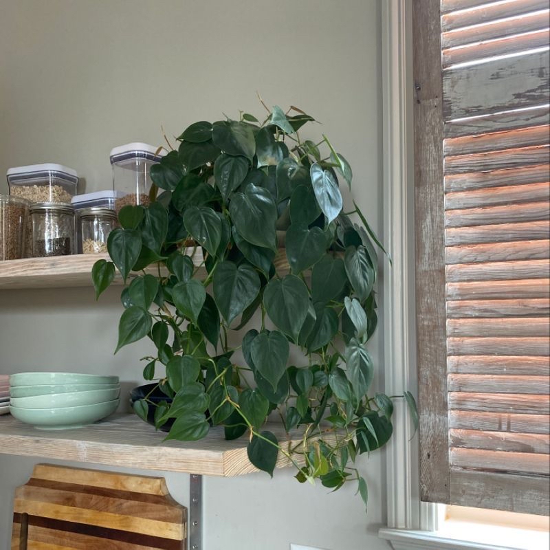 Photo of the plant species Chacruna by Caitlin named Pothos on Greg, the plant care app