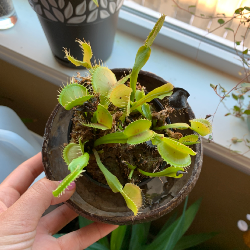 Venus Fly Trap plant with yellowing and browning traps, held by a hand.