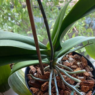 Phalaenopsis Orchid plant in Roseville, California