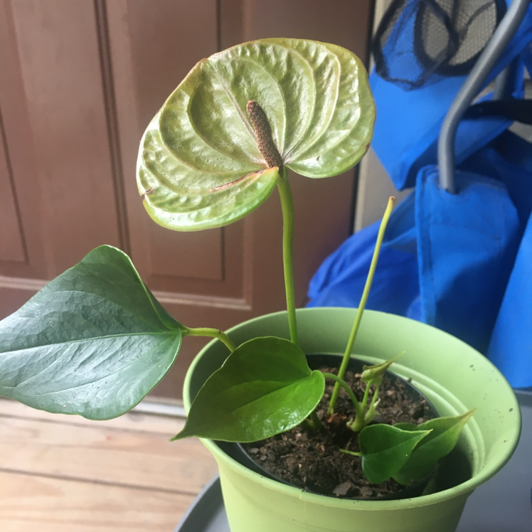 A healthy Painter's Palette plant in a green pot, with a large green heart-shaped leaf and a new curled leaf emerging.