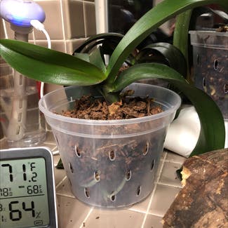 Phalaenopsis Orchid plant in Austin, Texas