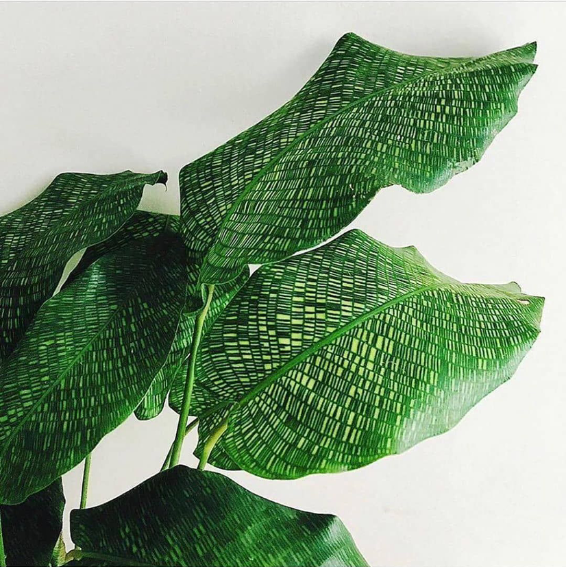 Plant care for Conocephalum toyotae on Greg, the plant care app