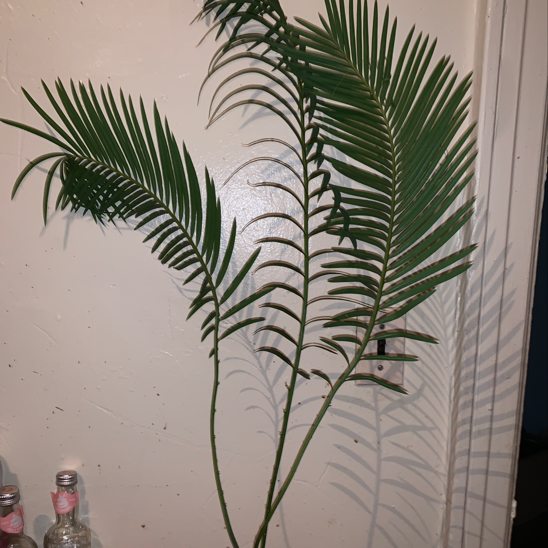 Healthy, vibrant green Areca Palm plant with symmetrical leaves, positioned in front of a white wall.
