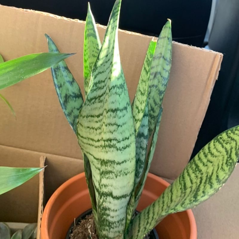 Snake Plant plant photo by @jv119253 named Brianna on Greg, the plant care app.
