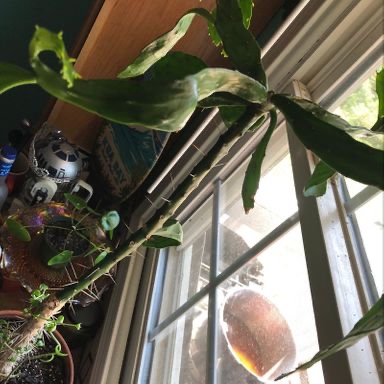Photo of the plant species Crimson Feather by @Wolfie named Spike on Greg, the plant care app