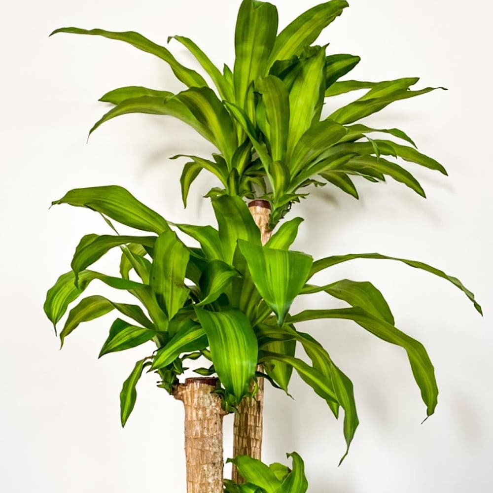 Photo of the plant species Dracaena Massangeana on Greg, the plant care app