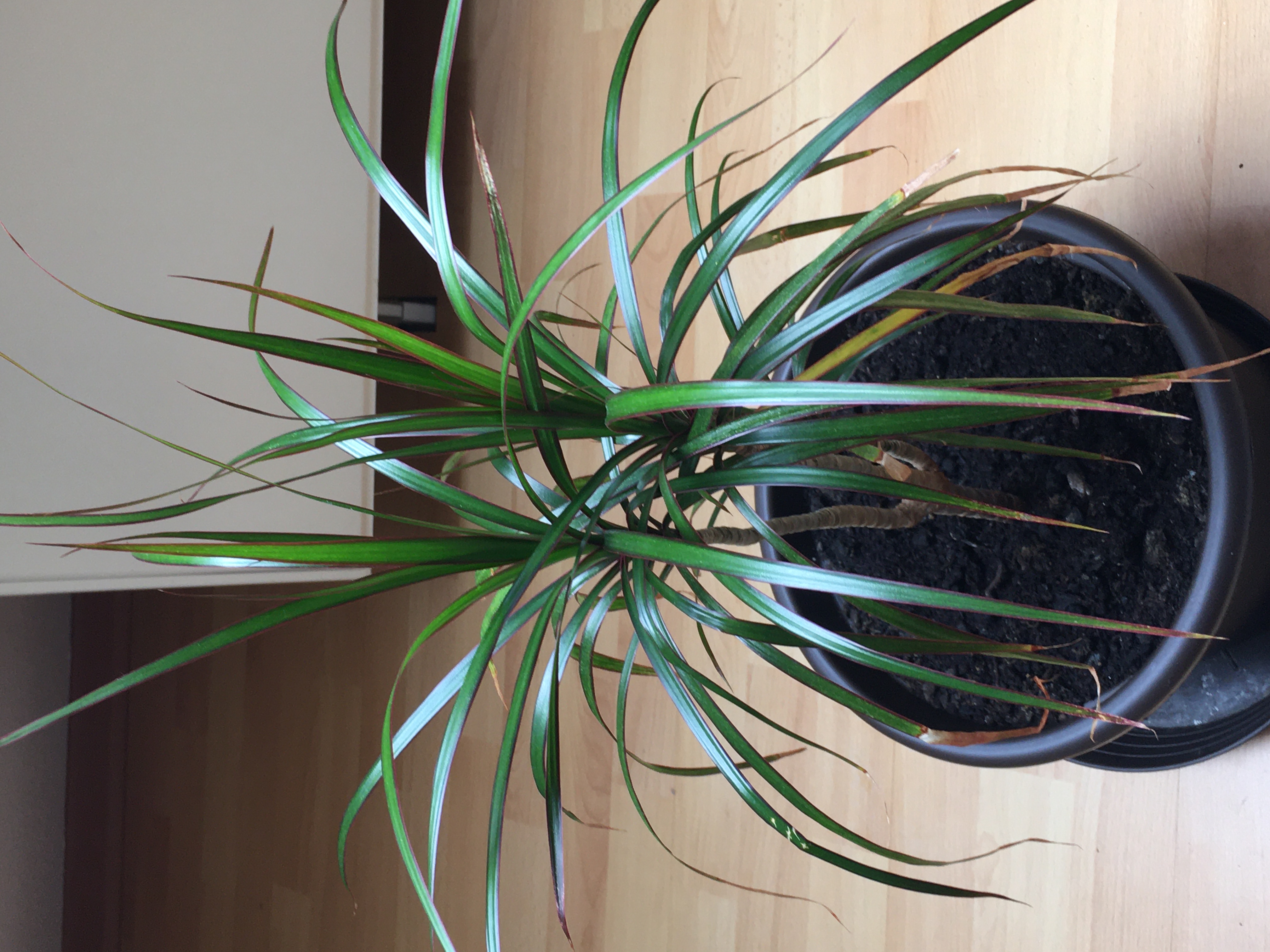 Photo of the plant species Bromeliad Queen's Tears by Brigita named Dracena LT on Greg, the plant care app