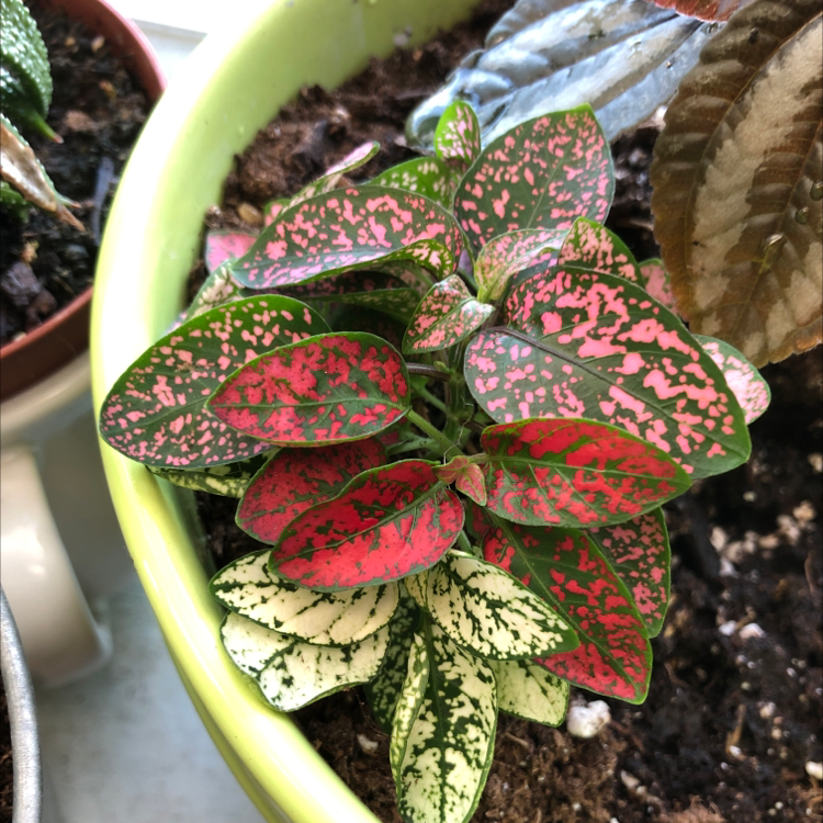 Healthy Polka Dot Plant with striking green leaves covered in pink spots and splotches, growing in a small round pot.