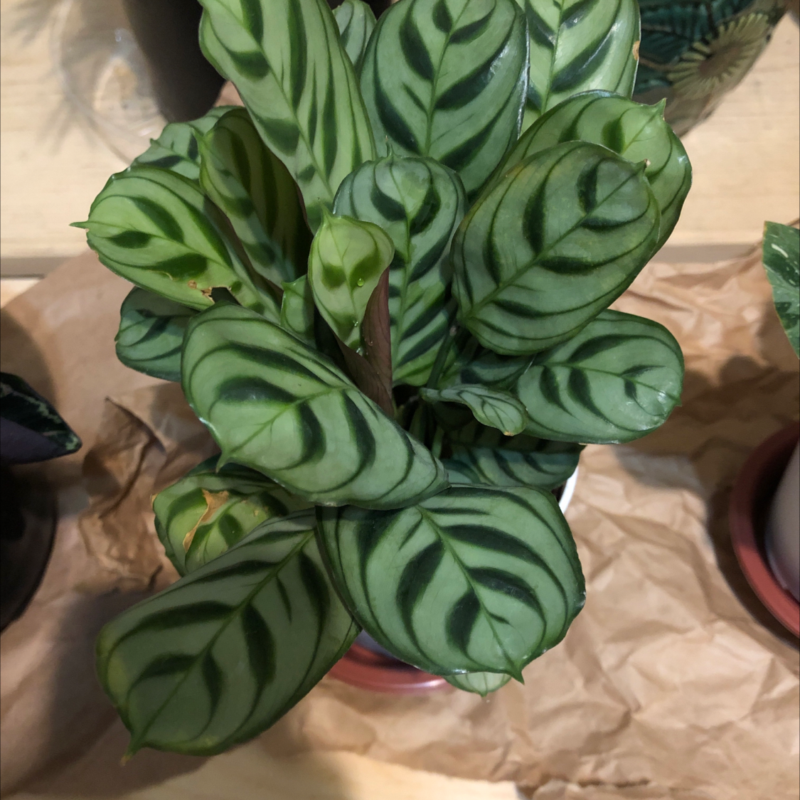 Healthy Ctenanthe oppenheimiana plant with dark and light green striped oval leaves, in plastic pot on crumpled brown paper, hand holding leaf.