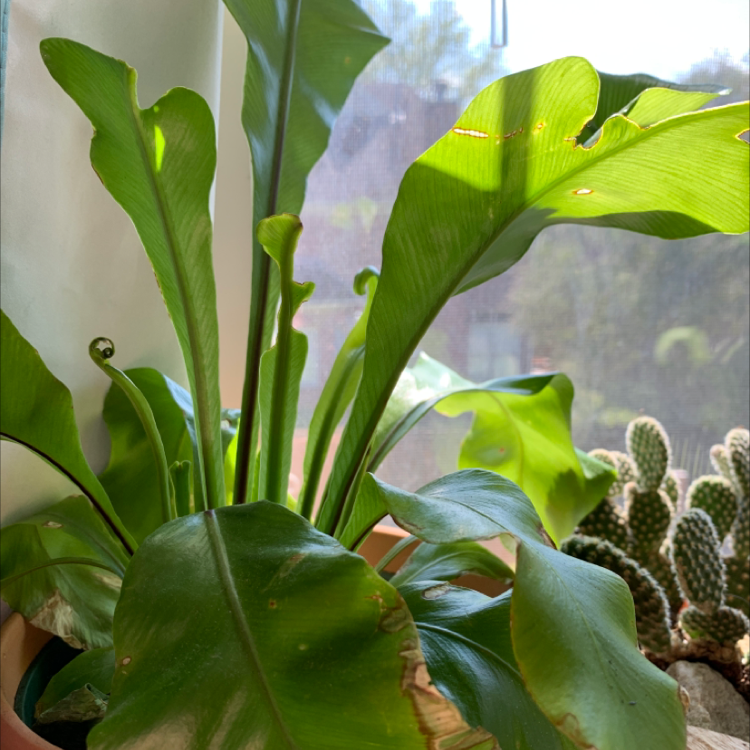 Healthy Bird's Nest Fern plant with vibrant green, wavy leaves growing in a rosette pattern. No signs of disease or deficiency.