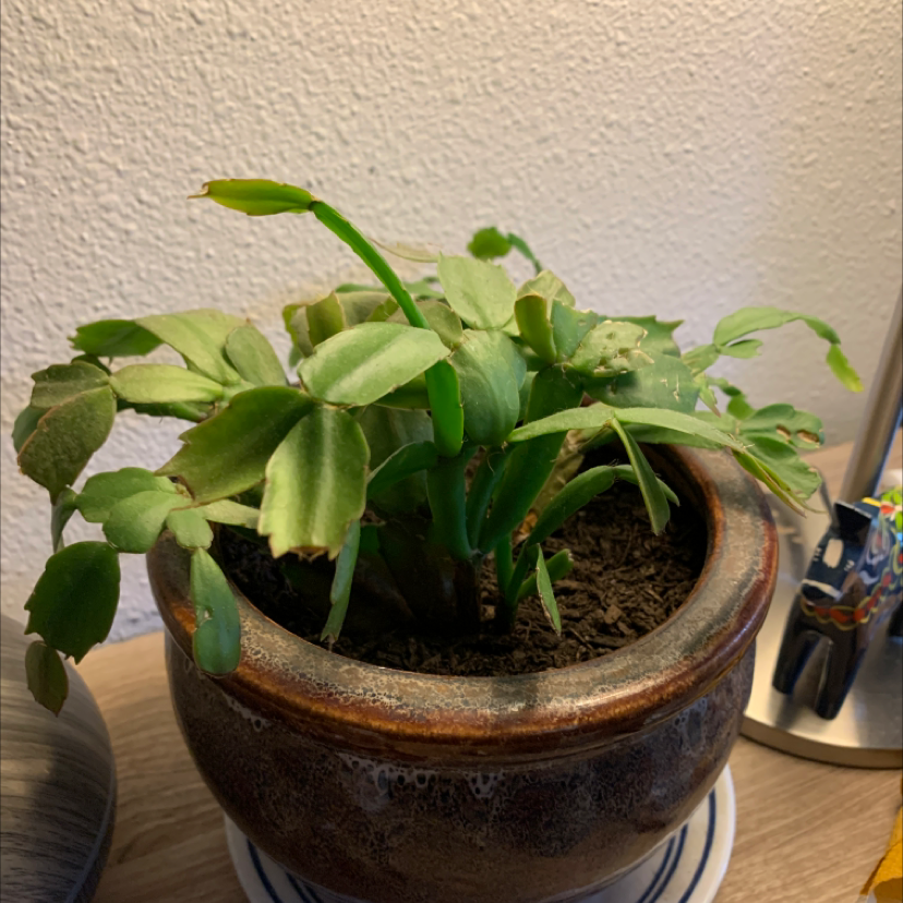 Potted false Christmas Cactus with some yellowing and browning leaves.