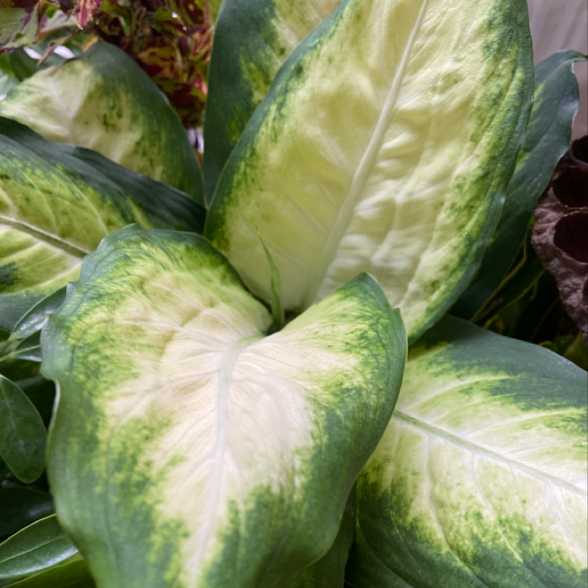 Healthy Dieffenbachia plant with lush, vibrant variegated leaves exhibiting alternating dark and light green zones.