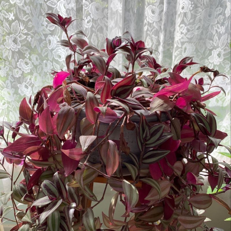 A healthy, mature Tradescantia Zebrina plant with long trailing stems and vibrant striped leaves in shades of green and purple.