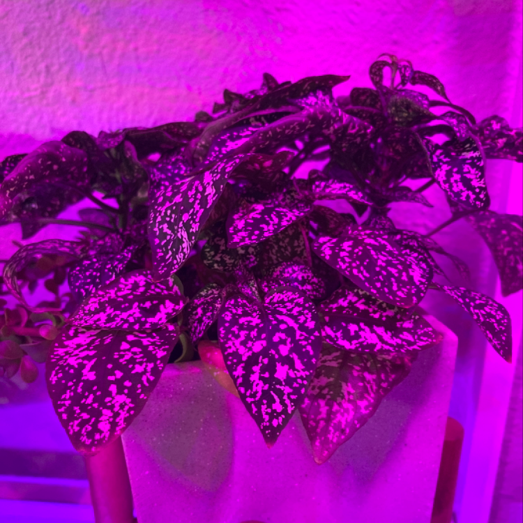 Close-up of a thriving polka dot plant with vibrant pink spotted leaves against a solid pink background.