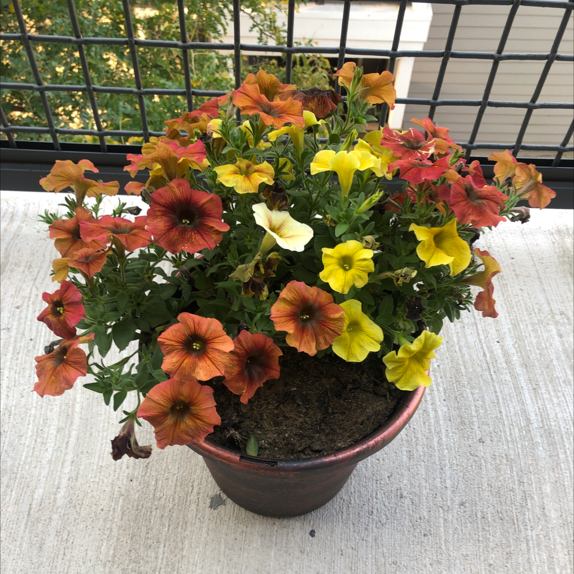 Potted Million Bells plant with vibrant orange and yellow flowers, visible soil.