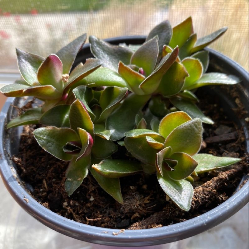 Close-up of a healthy green and pink rosette succulent, likely an Echeveria species, in a dark potting soil.