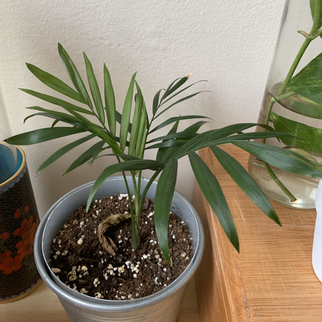 Healthy young parlour palm with green fronds in a decorative pot, no signs of disease or damage.