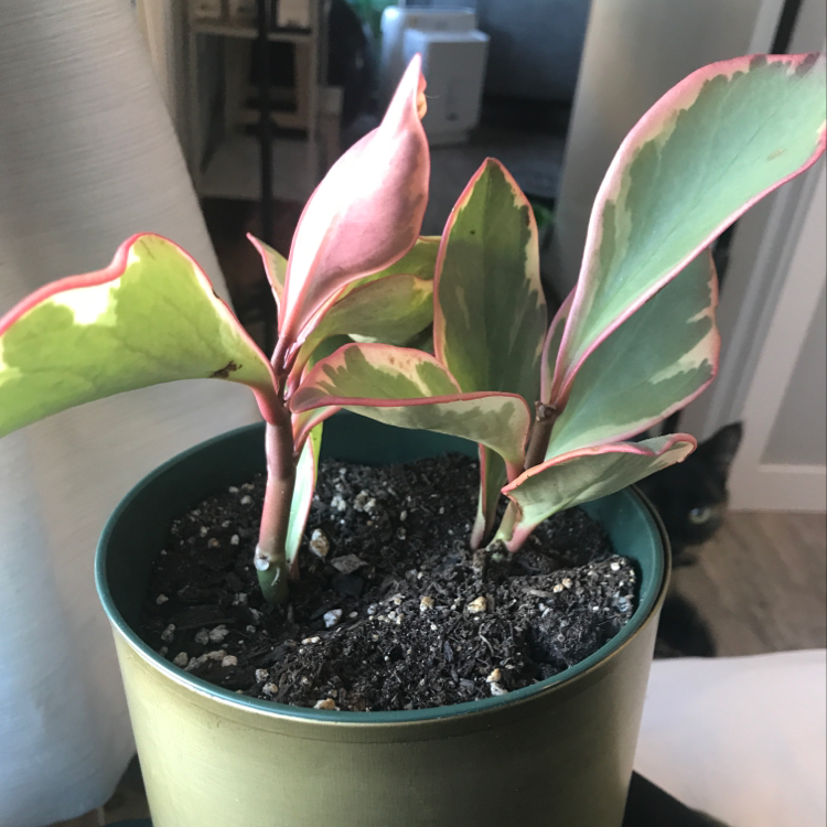 Potted Jelly Plant with variegated green and pink leaves in a green pot.