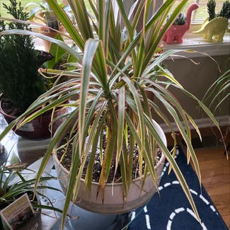 Dracaena 'Ray of Sunshine' plant in Somewhere on Earth