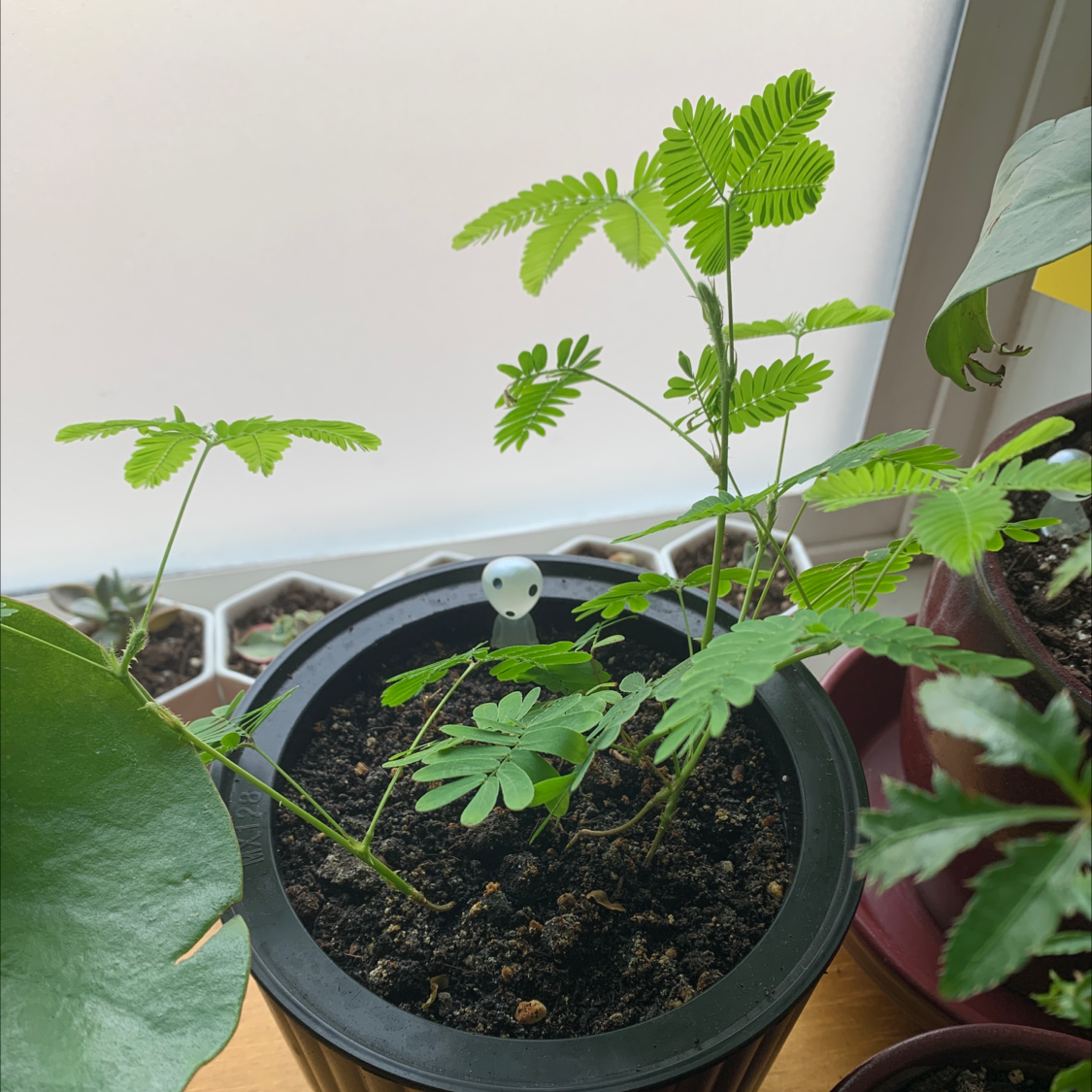 Sensitive Plant (Mimosa pudica) in a pot with healthy green leaves and visible soil.