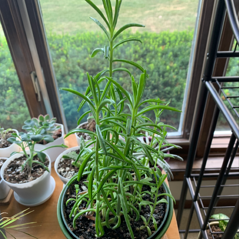 Healthy Mother of Millions succulent plant with small plantlets along leaf edges, growing in pots on a window sill.