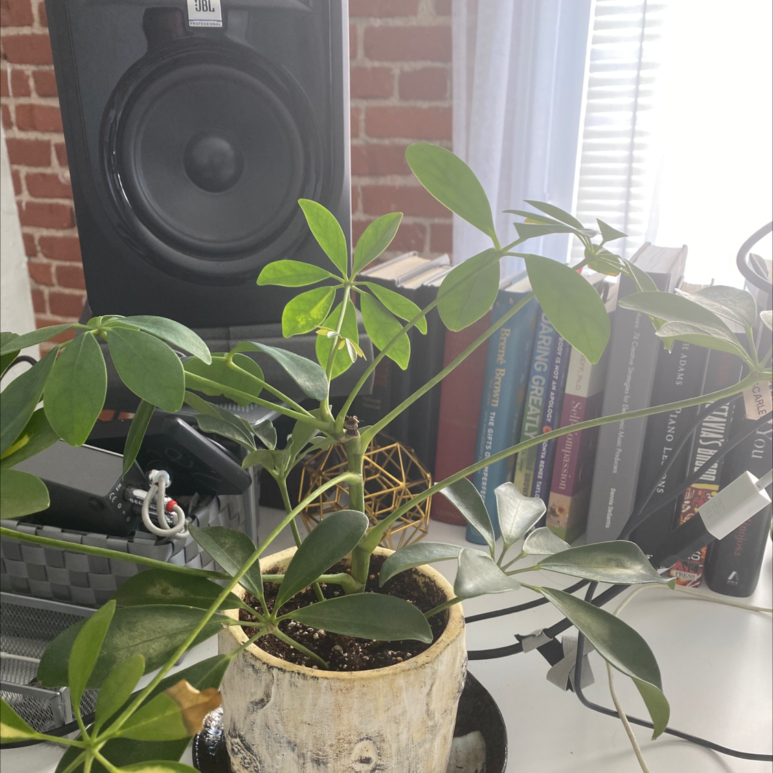 Dwarf umbrella tree in ceramic pot showing slight yellowing on some leaves, but overall in good health. Displayed on shelf with speakers in background.