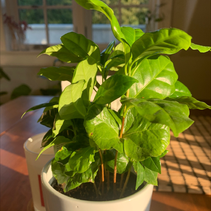 A healthy, vibrant Arabian Coffee plant with large glossy green leaves, in a white ceramic pot.