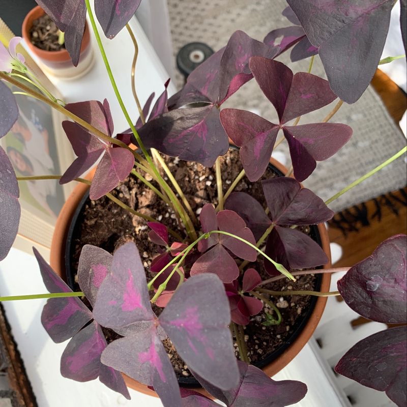 Healthy purple shamrock plant with vibrant leaves in a terra cotta pot, well-framed photo.