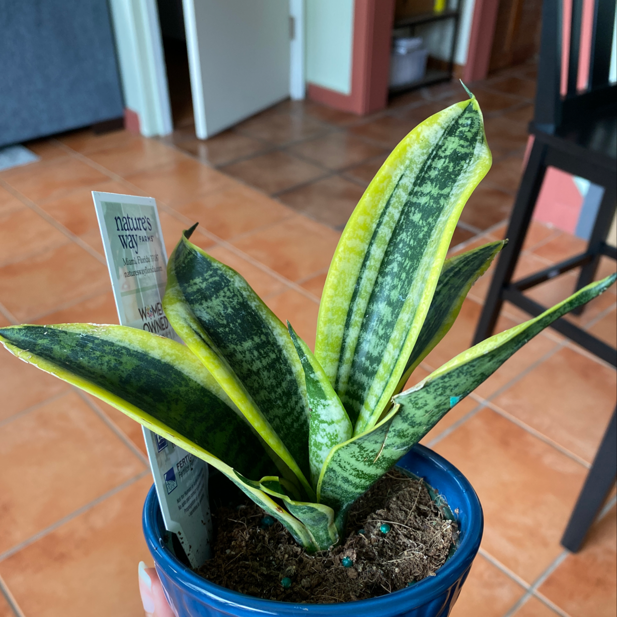 Snake Plant plant photo by @smileygirl named Sansa on Greg, the plant care app.