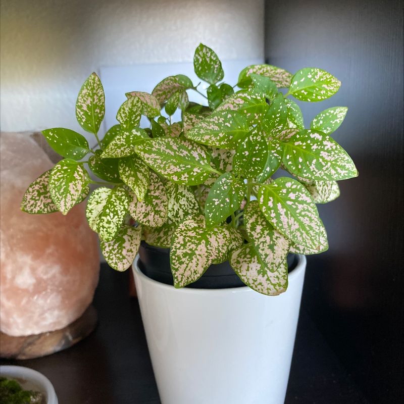 A healthy polka dot plant with vibrant green leaves covered in pink and white speckles, in a white ceramic pot indoors.