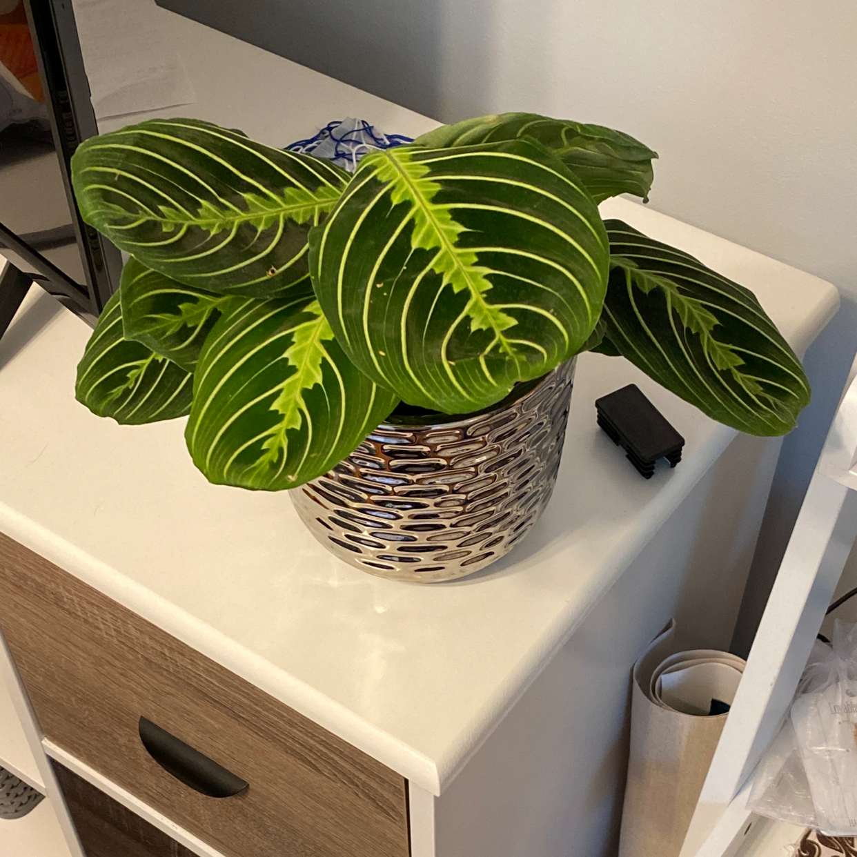 best-soil-for-red-prayer-plant