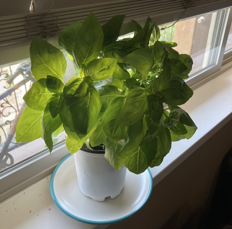 Potted Sweet Basil plant on a windowsill with vibrant green leaves.