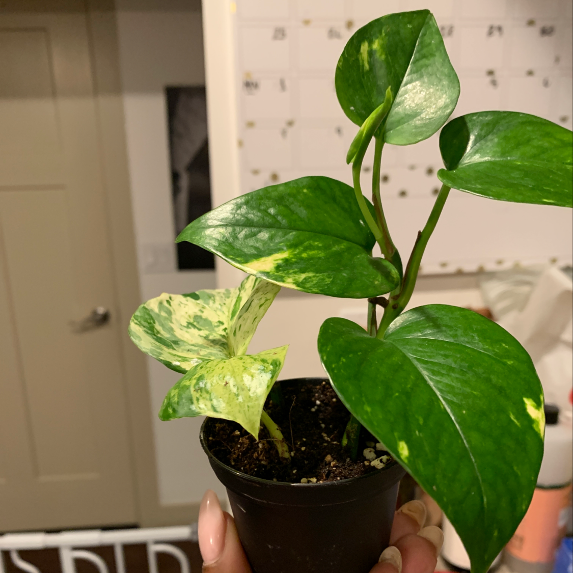 Healthy variegated Jade Pothos plant in small black plastic pot, vibrant green and yellow heart-shaped leaves, held by hand.
