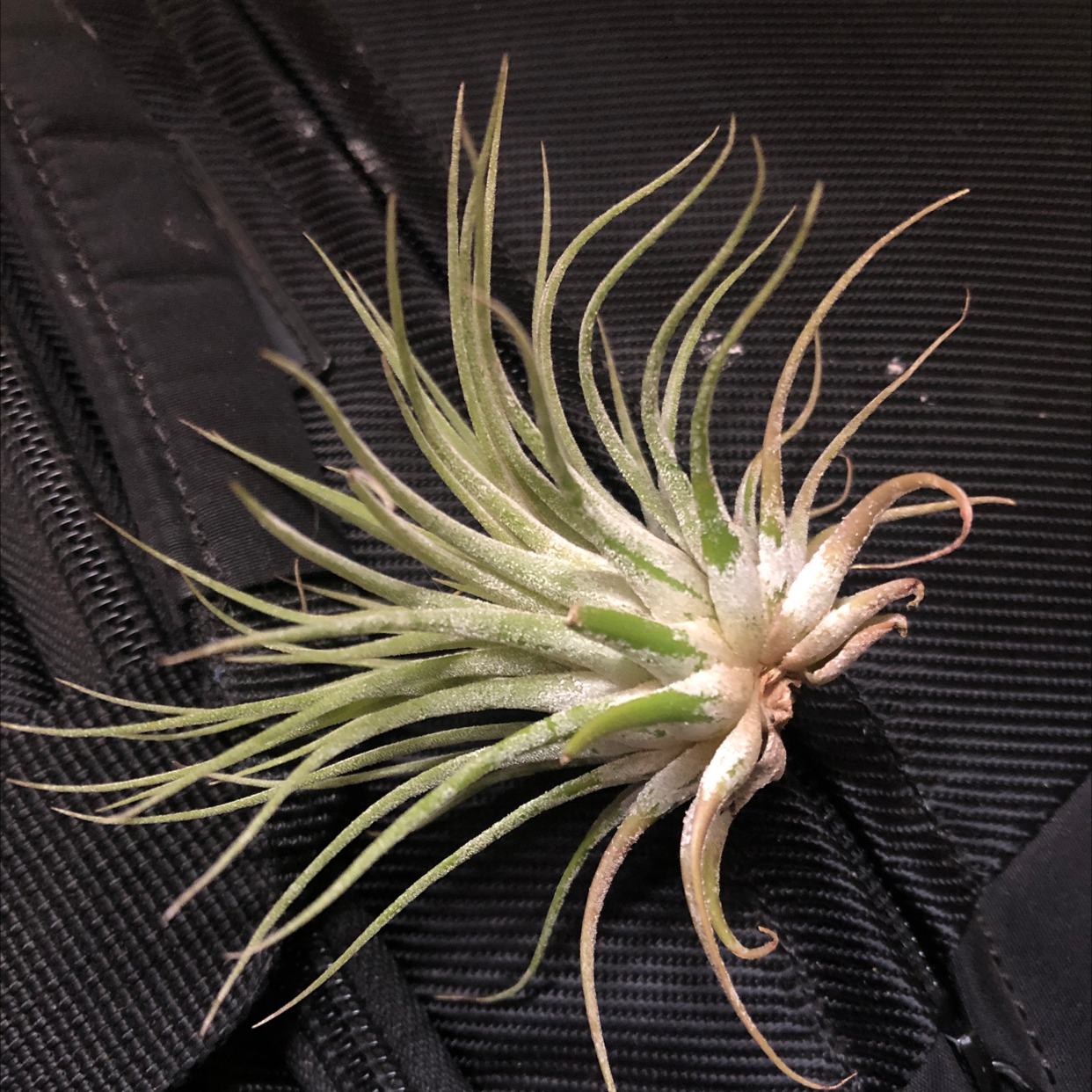 Healthy Blushing Bride air plant with long curling silvery leaves and pink-blushed tips, indicating approaching bloom.