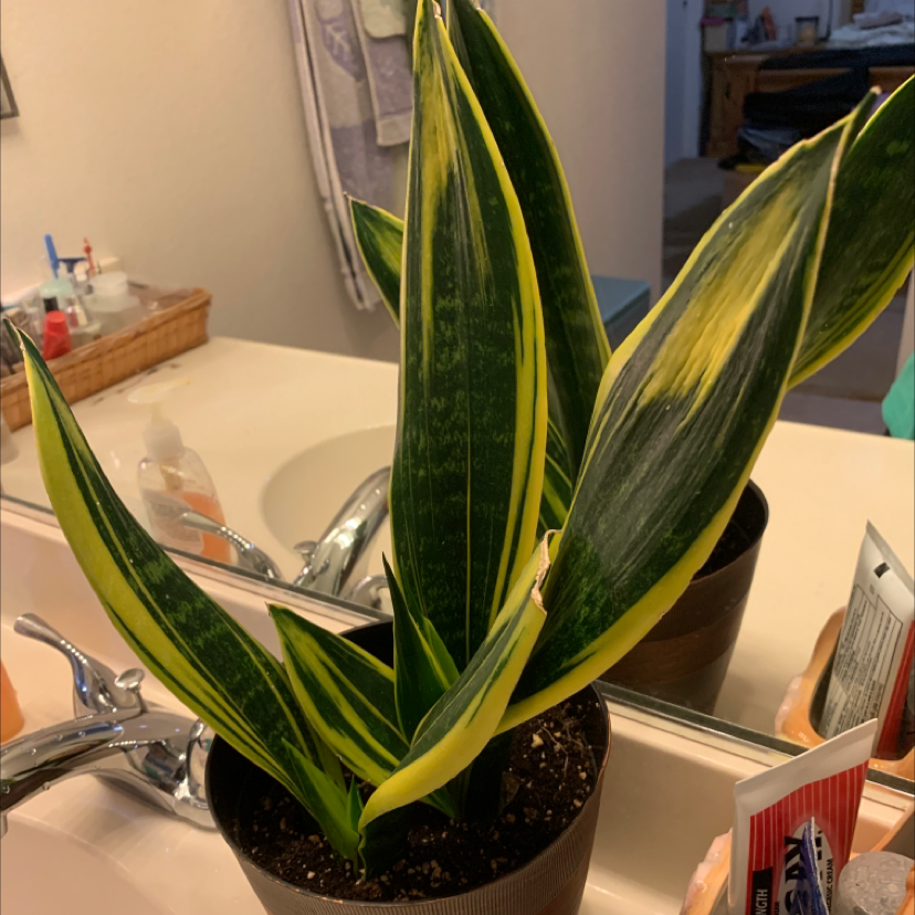 Black Star Snake Plant in a pot on a bathroom counter with some yellowing at the tips.