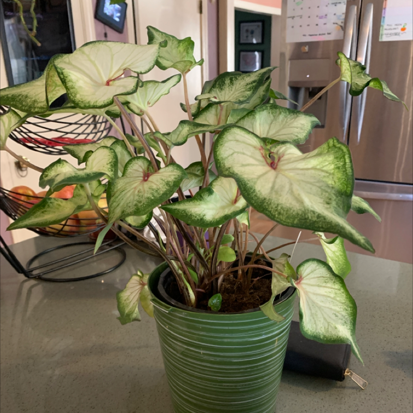Healthy Caladium 'Heart of Jesus' plant with vibrant pink, white, and green variegated leaves in a green ceramic pot.