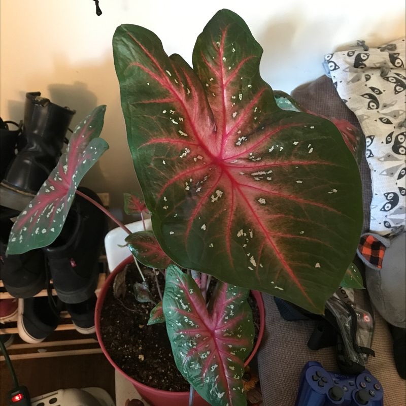 Close-up of a potted Heart of Jesus plant with large pink and green variegated leaves. The plant appears healthy and vibrant.
