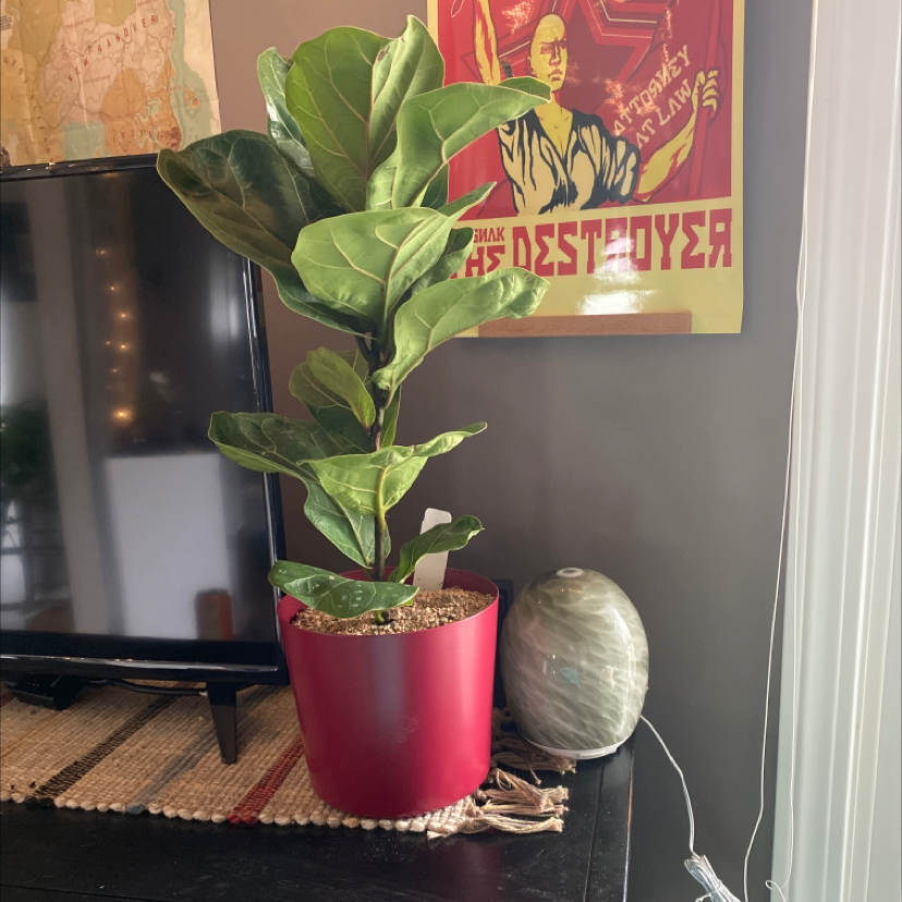 Fiddle Leaf Fig plant photo by @harrytheplant named kevin on Greg, the plant care app.