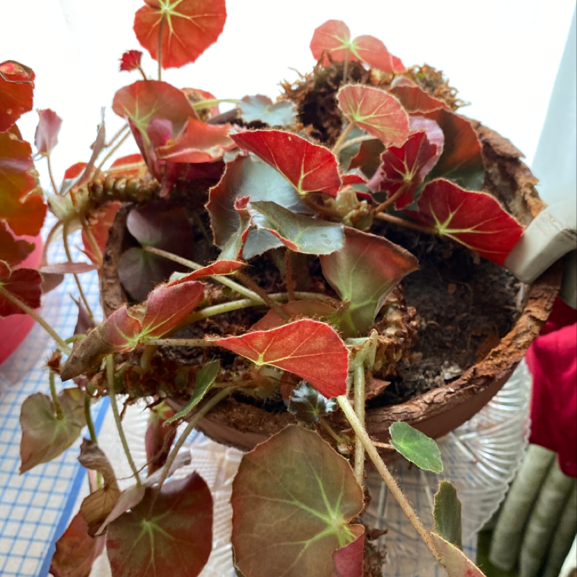 Potted Clubed Begonia with red and green leaves, visible soil, well-framed and in focus.