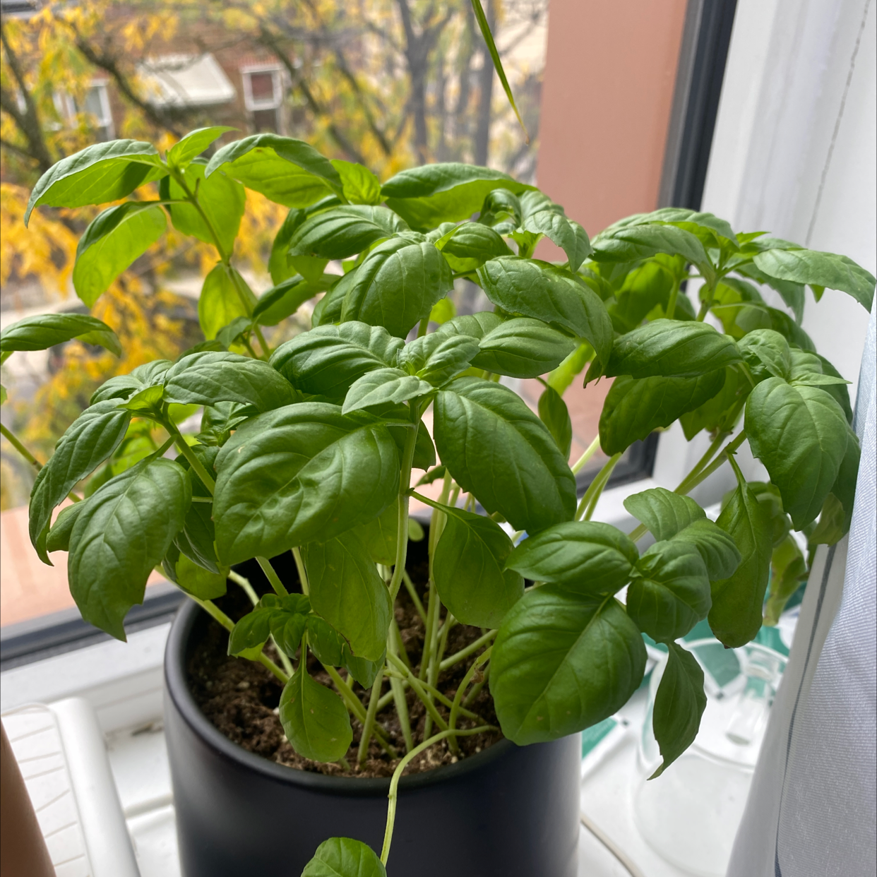 Sweet Basil plant in a black pot on a windowsill with healthy green leaves.