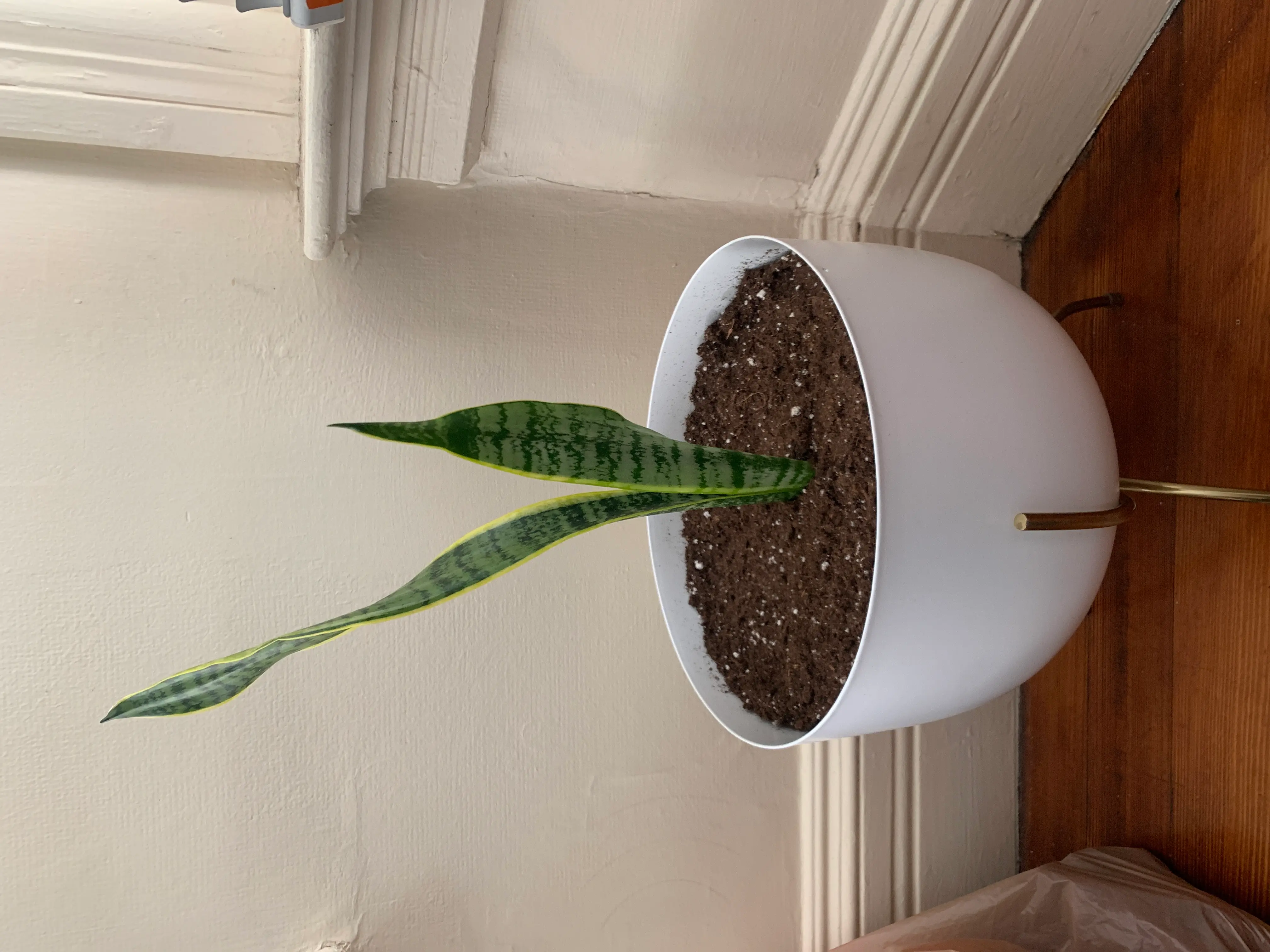 Snake Plant plant photo by @Carolarolyn named Snake on Greg, the plant care app.