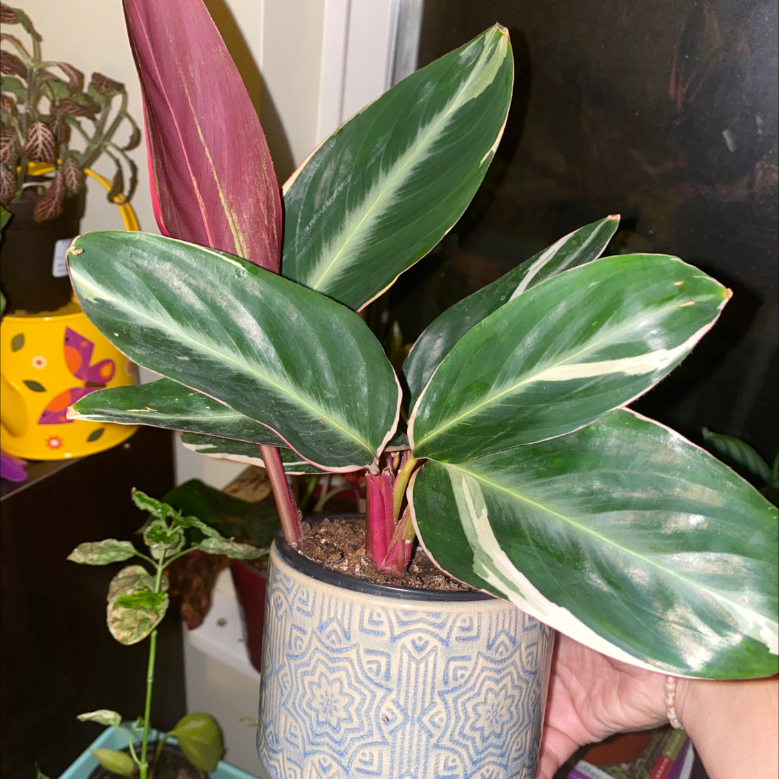 Triostar Stromanthe plant with vibrant green and white variegated leaves, held by a hand.